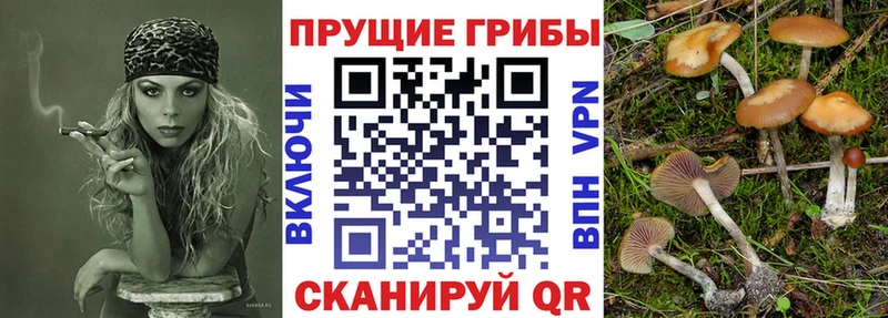 Галлюциногенные грибы Cubensis  купить наркоту  Елизово 